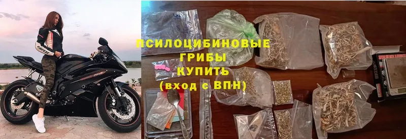 мега ССЫЛКА  магазин продажи наркотиков  Оса  Псилоцибиновые грибы Psilocybine cubensis 